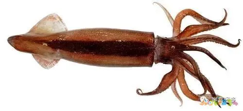 清蒸鸦片鱼图片无水印_清蒸鸦片鱼步骤_家常清蒸鸦片鱼的做法