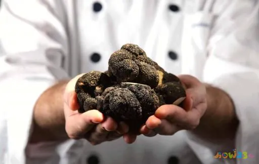 黑松露是什么