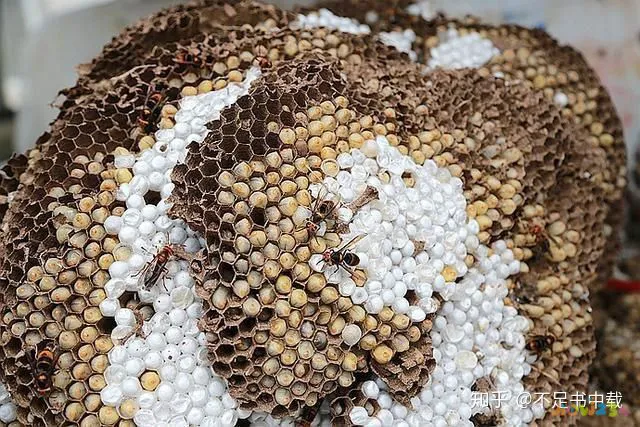 糯米扣肉的家常做法_扣肉家常做法_豆角扣肉的家常做法