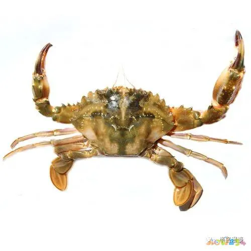 清蒸鸦片鱼图片无水印_家常清蒸鸦片鱼的做法_清蒸鸦片鱼步骤