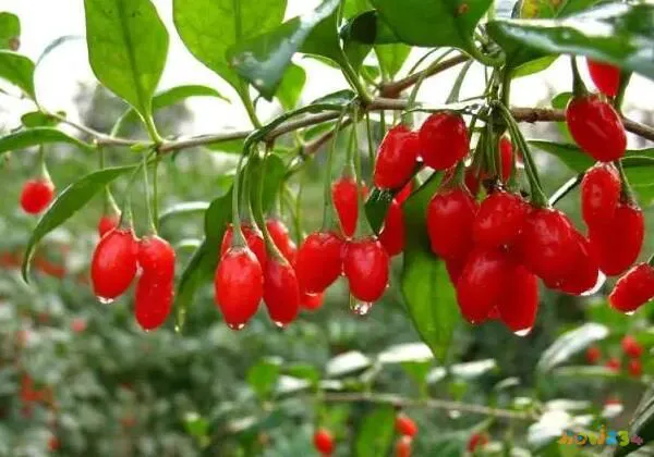 枸杞白萝卜排骨汤家常菜做法，好喝，滋补，