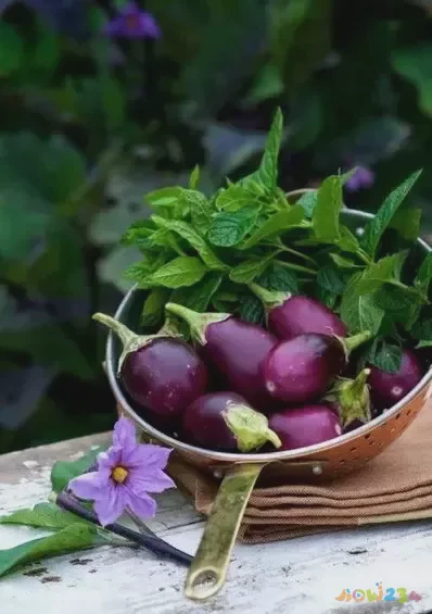 鱼香茄子家常做法_茄子家常做法简单又好吃_茄子的家常做法