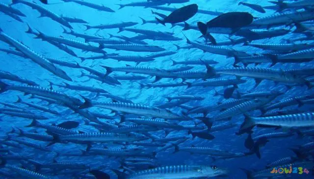 家常红烧带鱼的做法_简单红烧带鱼做法_家常红烧做法带鱼怎么做