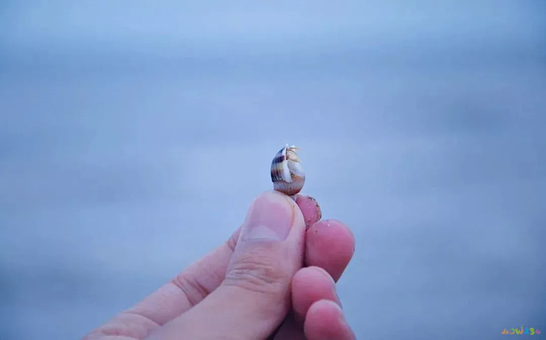 家常做法清蒸鱼鸦片怎么做_家常清蒸鸦片鱼的做法_清蒸鸦片鱼图片无水印