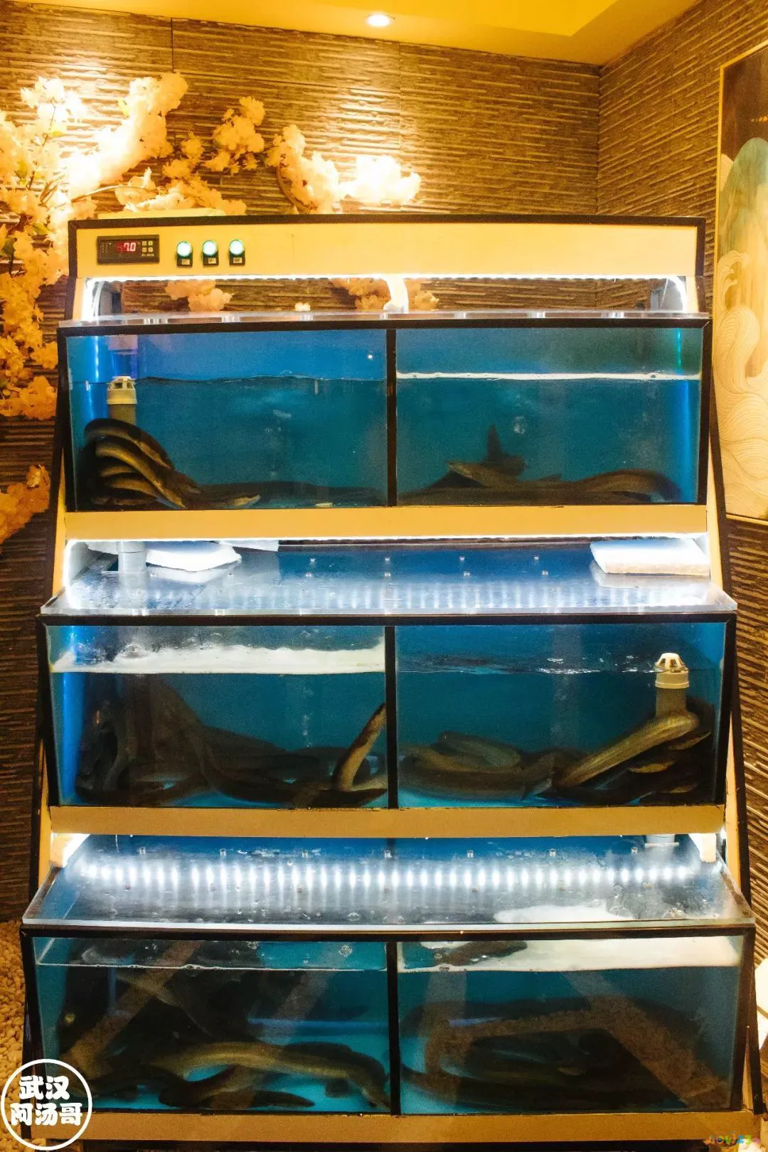 鳗鱼的家常做法_红烧干鳗鱼的家常做法_鳗鱼煲汤的做法大全家常