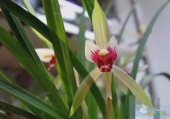 木耳西兰花的家常做法_兰花炒木耳的做法_西兰花炒木耳兰花