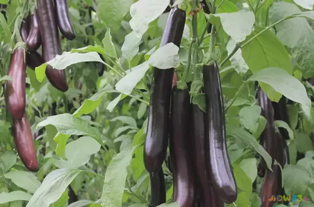 茄子家常做法简单又好吃_鱼香茄子家常做法_茄子的家常做法