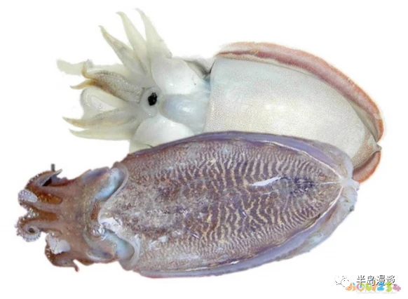 清蒸鸦片鱼图片无水印_家常清蒸鸦片鱼的做法_清蒸鸦片鱼步骤