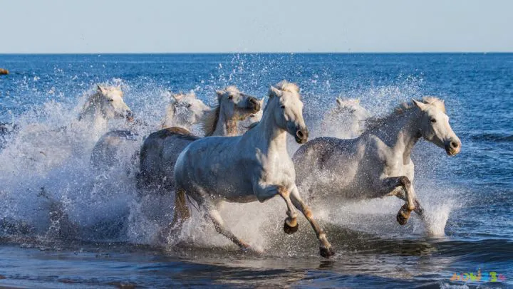 炸薯条的家常做法_炸甜红薯条的做法_炸白薯条的做法大全