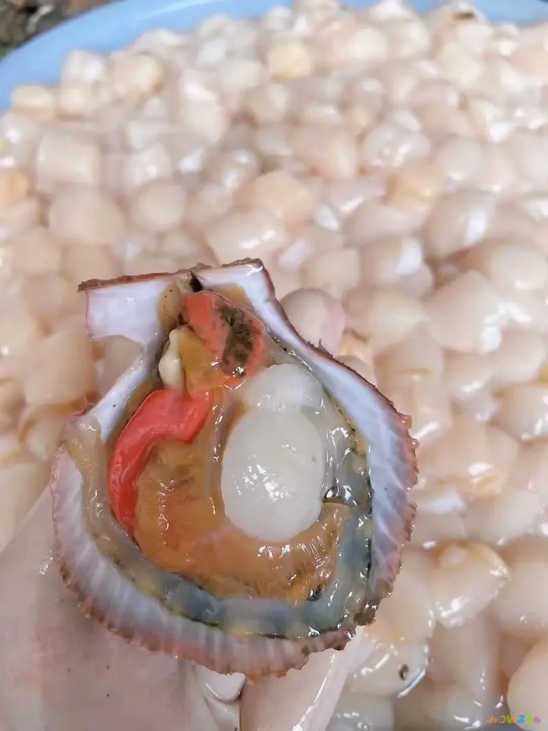 炒全贝的家常做法_贝怎么炒_贝怎么炒好吃