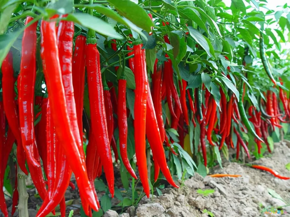 盐菜扣肉的家常做法_天天饮食十年典藏家常保健菜_辣味家常菜高血压