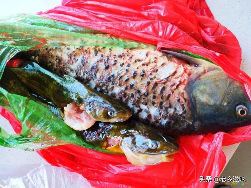 三道鳞鱼的家常做法_鳞炸鲫鱼做法大全家常_炖三道鳞的家常做法图