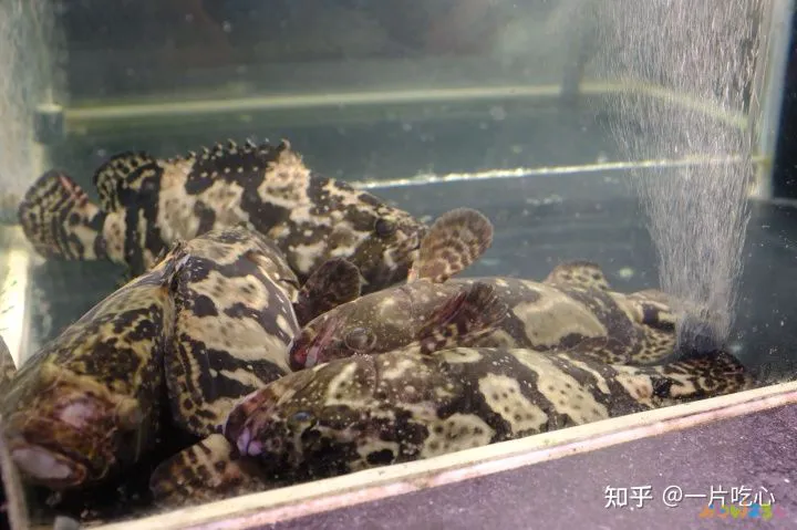 羊肉火锅的做法大全家常_家常火锅大全_家常火锅简单做法大全