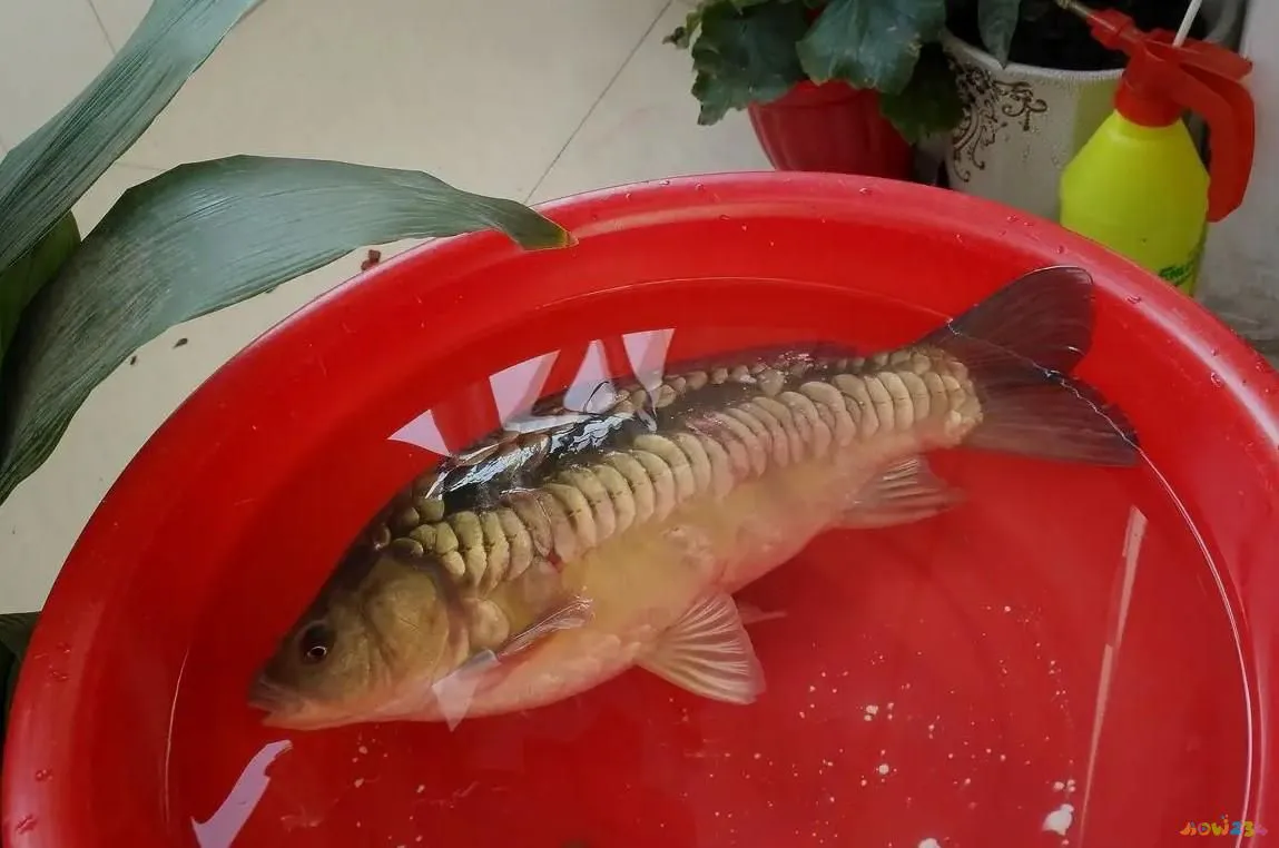 红烧三道鳞的家常做法_三道鳞鱼的家常做法_家常三道鳞的做法大全