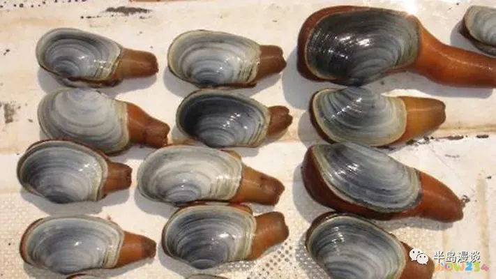 清蒸鸦片鱼图片无水印_清蒸鸦片鱼步骤_家常清蒸鸦片鱼的做法