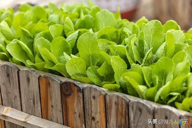 素炒青菜家常_木耳炒素鸡翅的做法大全家常_家常炒青椒怎么炒好吃