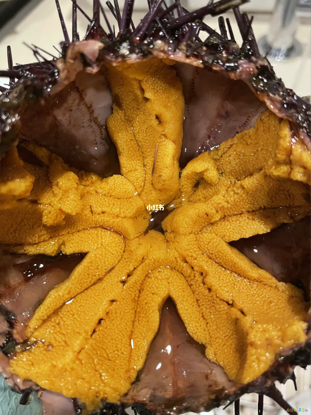 蛤蜊疙瘩汤的家常做法_海参鸡脚汤做法大全家常做法_蛤蜊丝瓜汤的做法