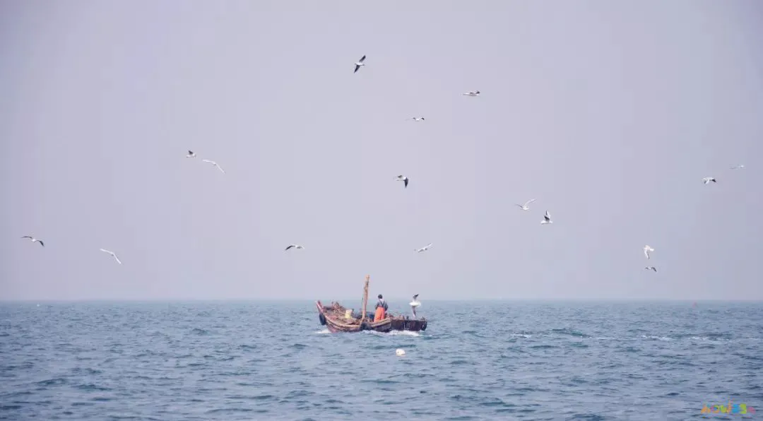 清蒸鸦片鱼图片无水印_家常清蒸鸦片鱼的做法_家常做法清蒸鱼鸦片怎么做