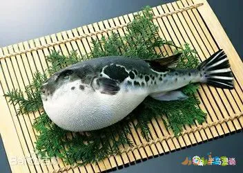 家常清蒸鸦片鱼的做法_清蒸鸦片鱼图片无水印_清蒸鸦片鱼步骤