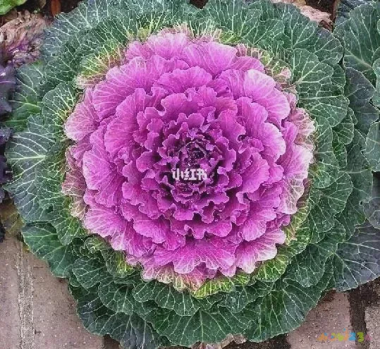 家常减肥菜谱_减肥家常菜谱大全图片_减肥家常菜谱大全