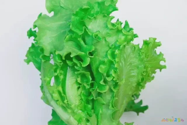 生菜球的做法大全家常菜_生菜球的家常做法_生菜球怎么炒好吃又简单视频