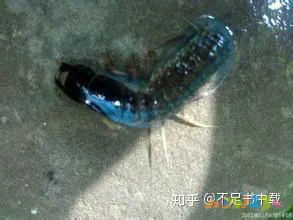 豆角扣肉的家常做法_扣肉家常做法_糯米扣肉的家常做法