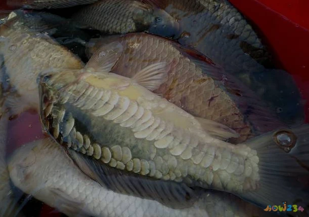 三道鳞鱼的家常做法_焖鱼家常做法大全家常_三道鳞鱼的家常做法