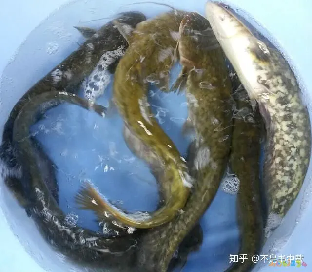 豆角扣肉的家常做法_扣肉家常做法_糯米扣肉的家常做法