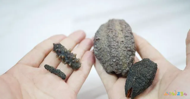 葱烧海参家常做法视频_葱烧海参的做法 家常做法视_葱烧海参的家常做法