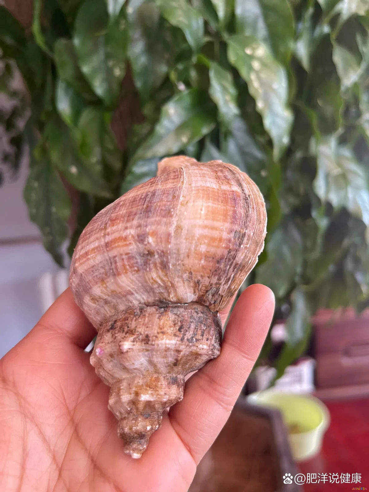 凉拌螺肉的家常做法_螺肉凉拌怎么做好吃_螺片凉拌