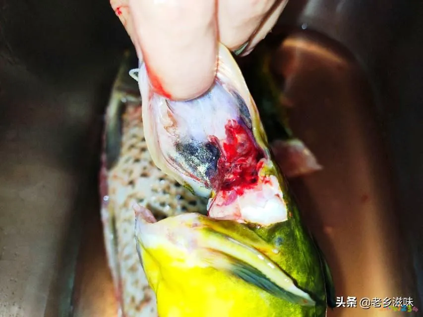 三道鳞鱼的家常做法_炖三道鳞的家常做法图_鳞炸鲫鱼做法大全家常