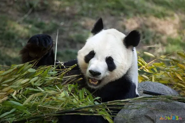 四川30个冷知识（15个有关四川的冷知识）(13)