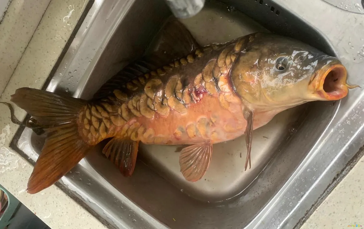 红烧三道鳞的家常做法_三道鳞鱼的家常做法_家常三道鳞的做法大全