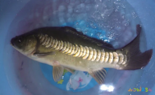 三道鳞鱼的家常做法_焖鱼家常做法大全家常_三道鳞鱼的家常做法