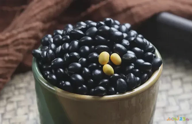 夜开花怎么做好吃视频_夜开花的做法家常菜_夜开花的家常做法