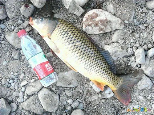 红烧三道鳞的家常做法_家常三道鳞的做法大全_三道鳞鱼的家常做法