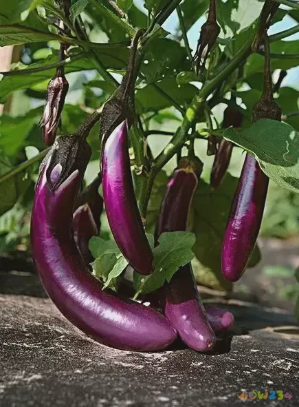 茄子的家常做法_茄子家常做法简单又好吃_鱼香茄子家常做法