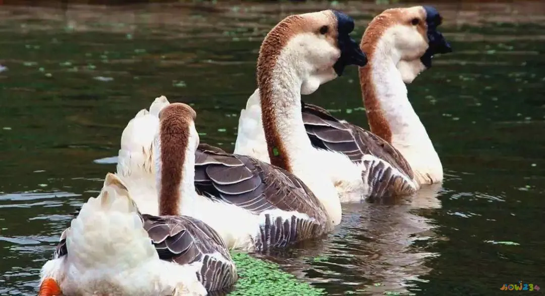 梅花参的家常做法_家常做法梅花参怎么做_梅花参烹制