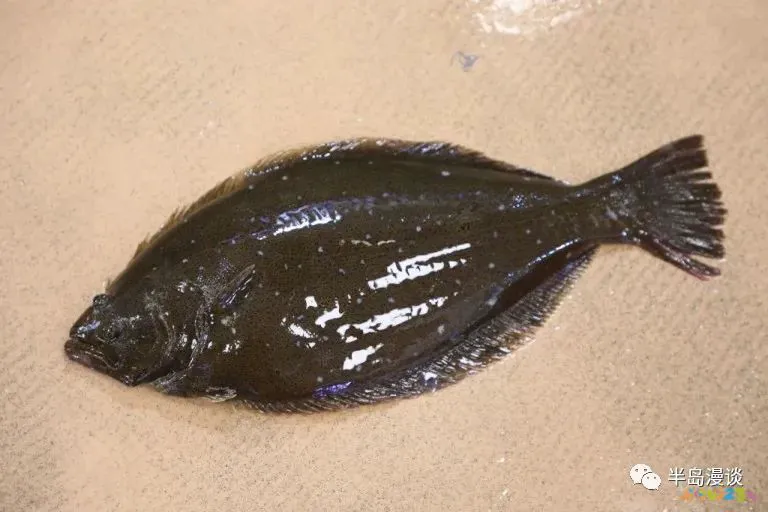 清蒸鸦片鱼图片无水印_清蒸鸦片鱼步骤_家常清蒸鸦片鱼的做法