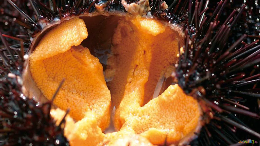 海参鸡脚汤做法大全家常做法_蛤蜊疙瘩汤的家常做法_蛤蜊丝瓜汤的做法