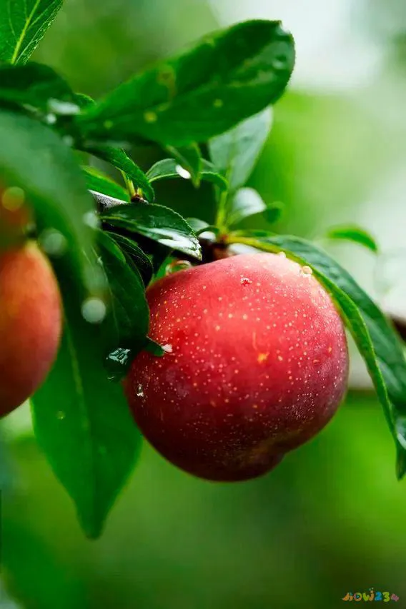 羊肉的红烧做法_羊肉红烧的做法大全家常_红烧羊肉的家常做法 大全