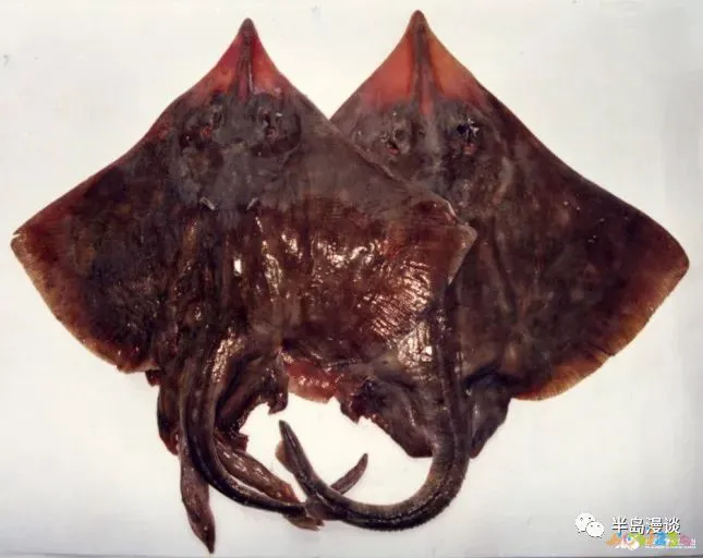 清蒸鸦片鱼图片无水印_家常清蒸鸦片鱼的做法_清蒸鸦片鱼步骤