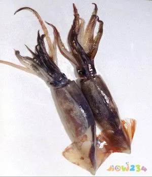 家常汤做法墨鱼怎么做_墨鱼汤的家常做法_墨鱼汤怎么做好喝