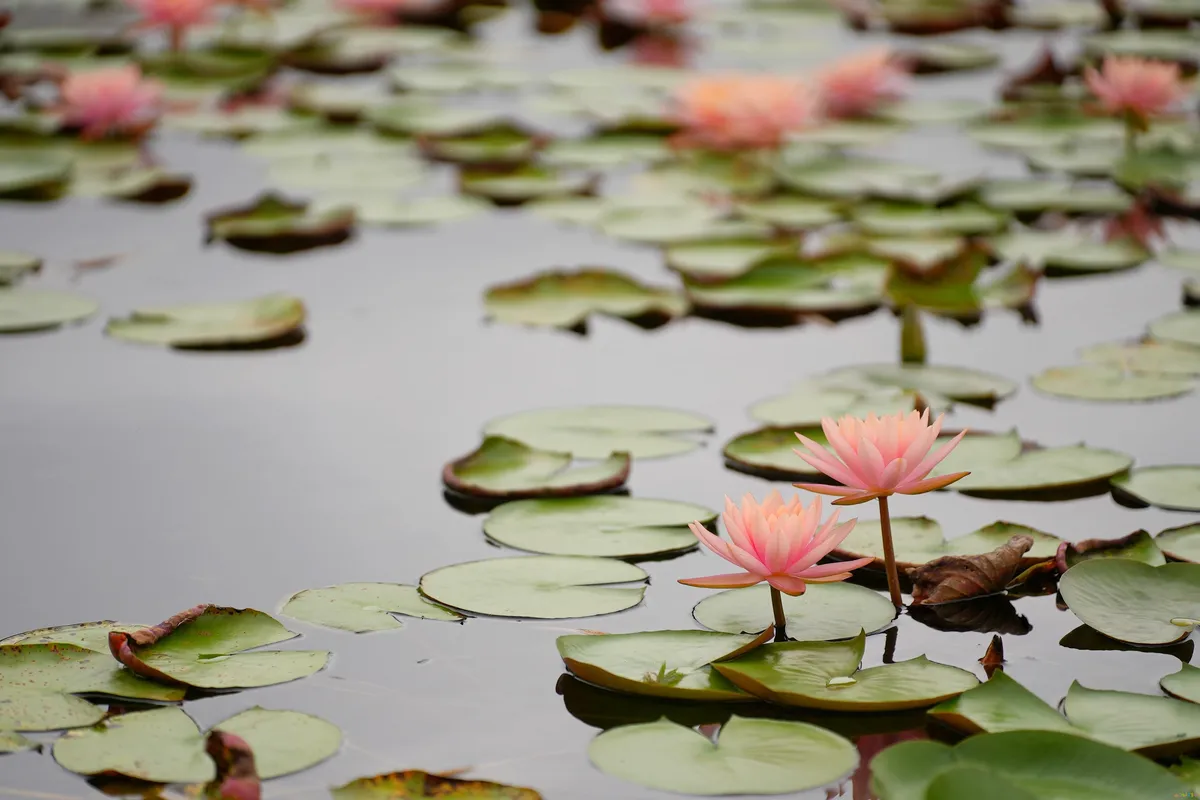 上海冷馄饨酱料怎么做好吃_上海冷馄饨的家常做法_上海冷馄炖做法