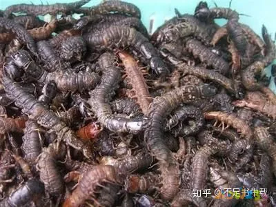 糯米扣肉的家常做法_扣肉家常做法_豆角扣肉的家常做法