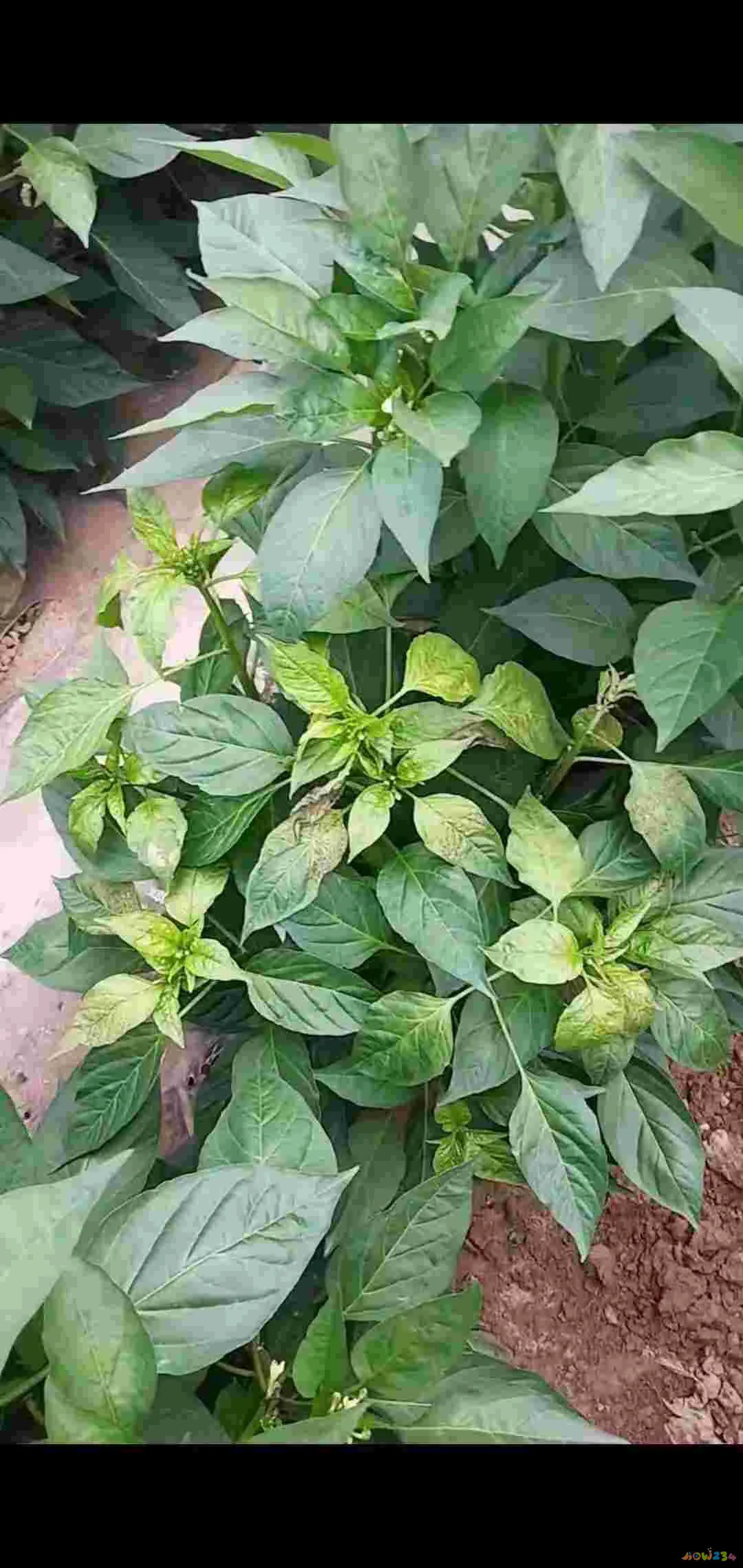 辣椒油的家常做法_腌青辣椒家常做法_山药辣椒木耳的做法大全家常做法