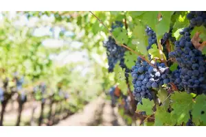 小葡萄也能用来制作葡萄酒吗？