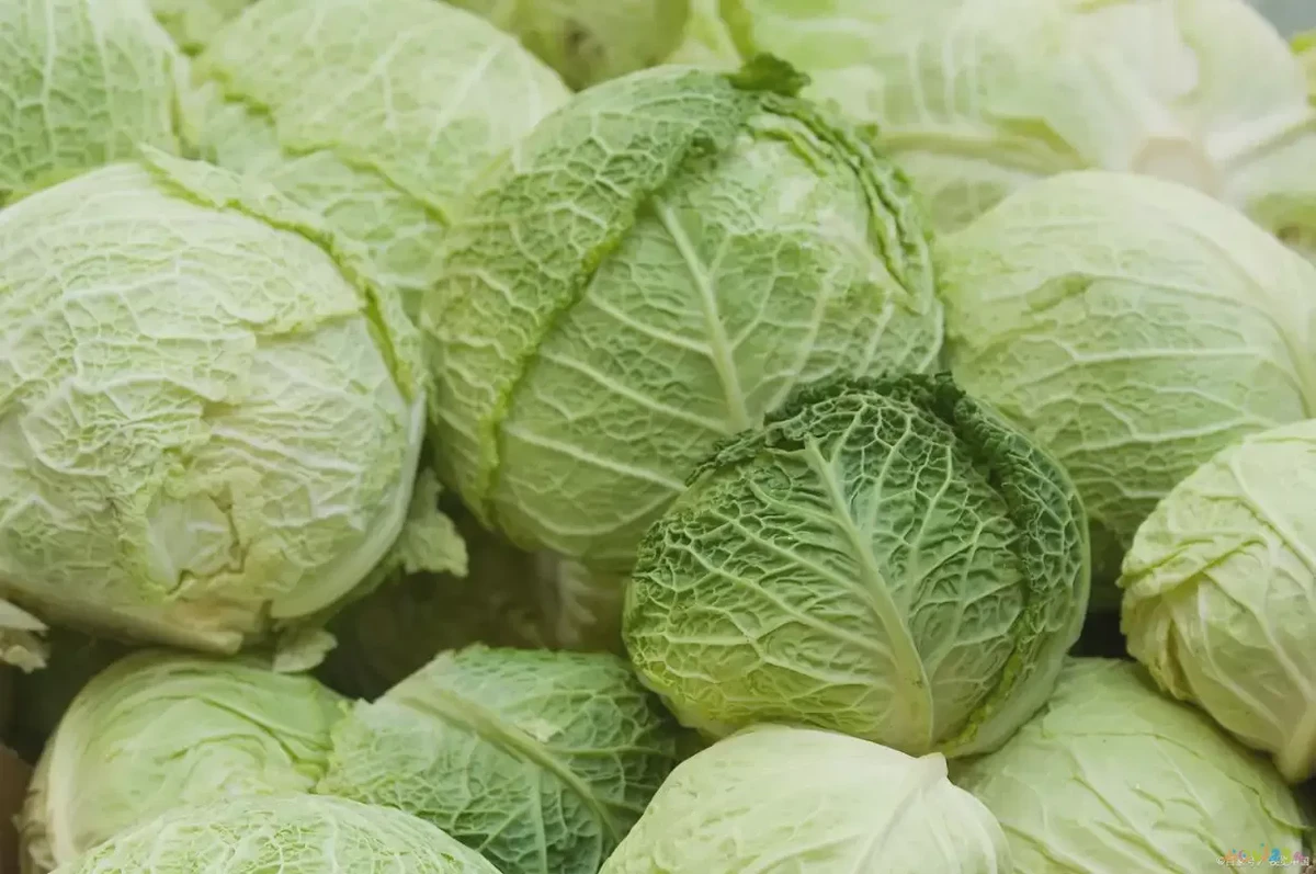 酸辣包菜的做法_酸辣包菜的家常做法_家常做法酸辣包菜视频