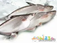 家常梭鲈鱼的做法_梭鲈怎么烧_梭鲈鱼怎么做好吃