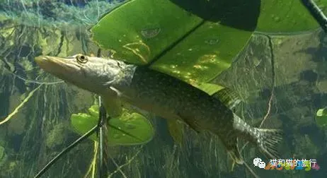 家常梭鲈鱼的做法_梭鲈怎么烧_梭鲈鱼怎么做好吃